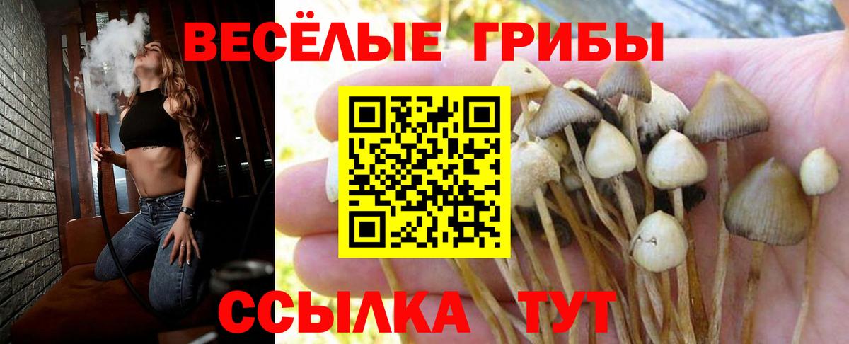 Псилоцибиновые грибы Psilocybine cubensis Донецк